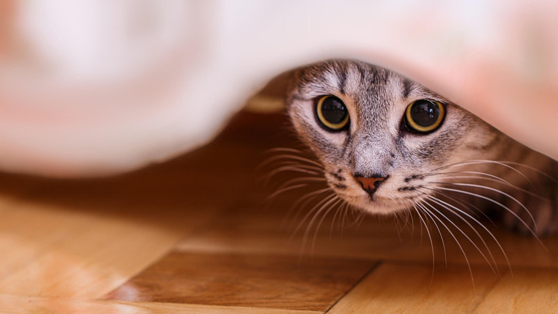 cat hiding under sheets