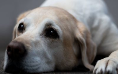 5 Myths about Cancer in Pets