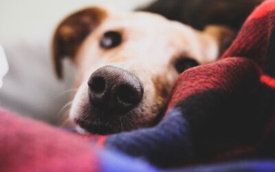5 Common Pet Toxins in Your Home