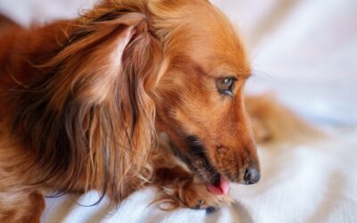How to Recognize, Manage, and Avoid Hot Spots in Pets